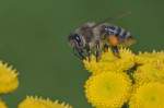 Honigbiene 800px-Apis_mellifera_Western_honey_bee_andreas_trepte_wikipedia
