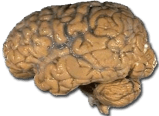 Human_brain_NIH_public_domain_US