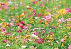 Üppige Blumenwiese - Quelle NABU