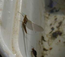 Geschlüpfte Eintagsfliege Bielefeld Innenstadt Wasser Lutterbach gutes Foto Schruck MVC-384F